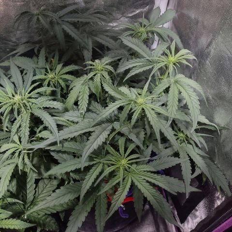 Critical Mass #3 growlog timeline photo