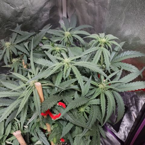 Critical Mass #3 growlog timeline photo