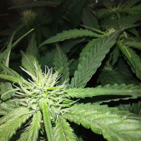 Critical Mass #3 growlog timeline photo