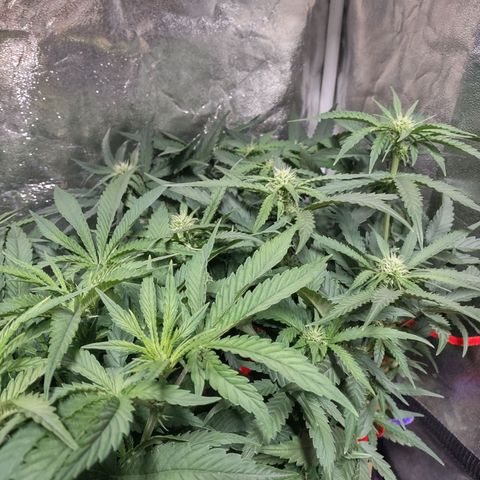 Critical Mass #3 growlog timeline photo