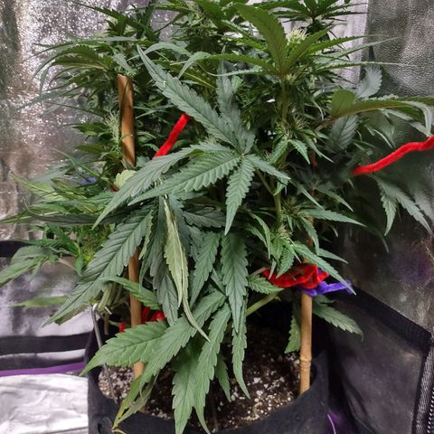 Critical Mass #3 growlog timeline photo