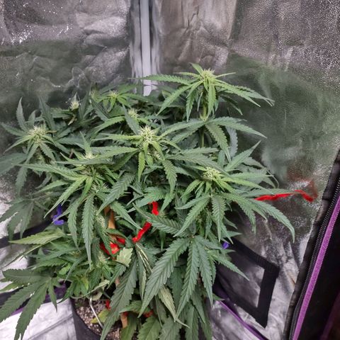 Critical Mass #3 growlog timeline photo