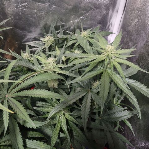 Critical Mass #3 growlog timeline photo