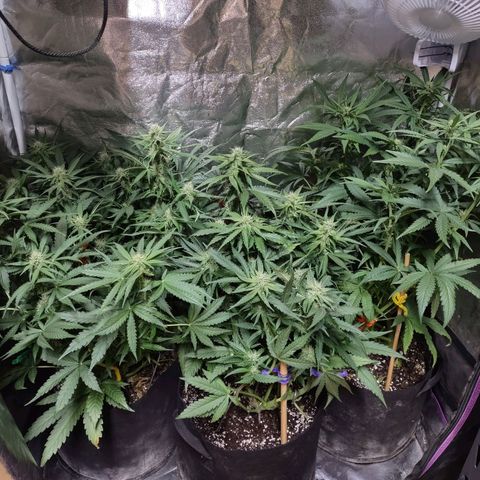 Critical Mass #3 growlog timeline photo
