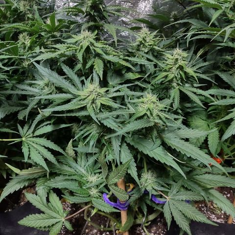 Critical Mass #3 growlog timeline photo