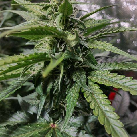 Critical Mass #3 growlog timeline photo