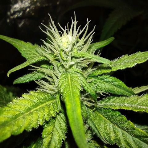 Critical Mass #3 growlog timeline photo