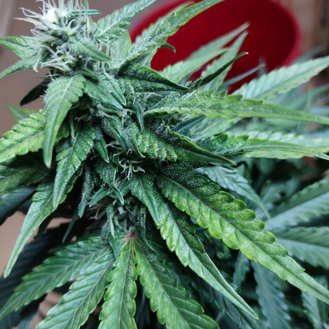 Critical Mass #3 growlog timeline photo