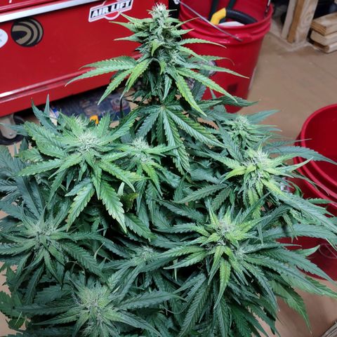 Critical Mass #3 growlog timeline photo