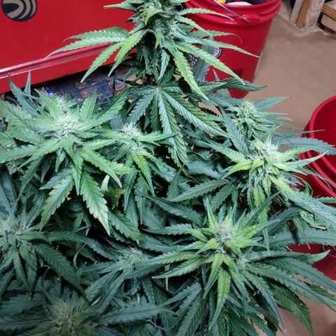 Critical Mass #3 growlog timeline photo