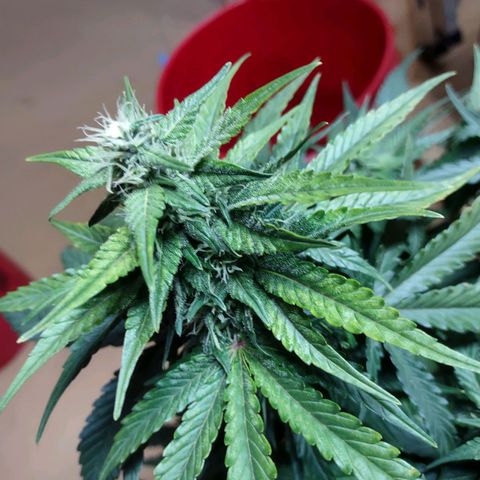 Critical Mass #3 growlog timeline photo