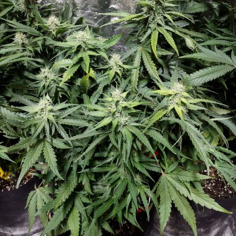 Critical Mass #3 growlog timeline photo