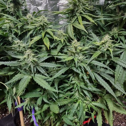 Critical Mass #3 growlog timeline photo