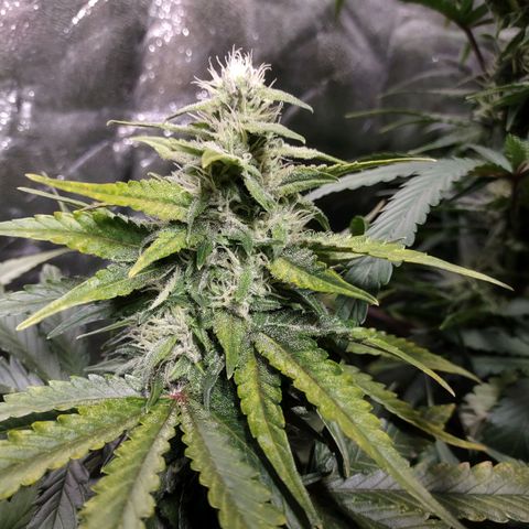 Critical Mass #3 growlog timeline photo