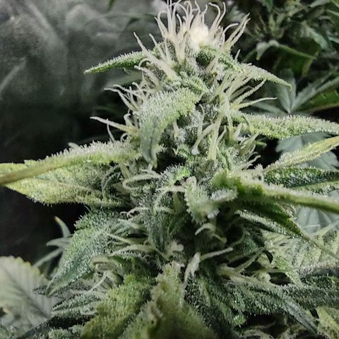 Critical Mass #3 growlog timeline photo