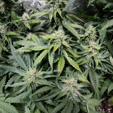 Critical Mass #3 growlog timeline photo