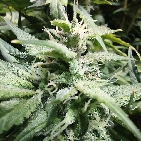 Critical Mass #3 growlog timeline photo