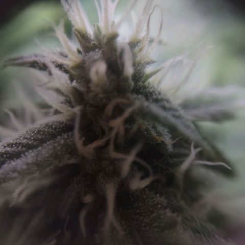 Critical Mass #3 growlog timeline photo