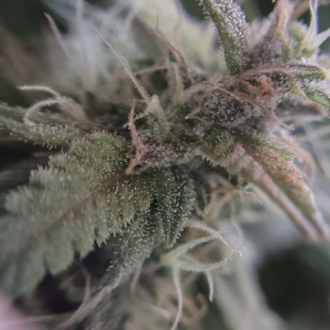 Critical Mass #3 growlog timeline photo
