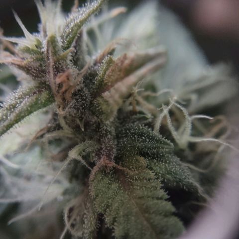 Critical Mass #3 growlog timeline photo