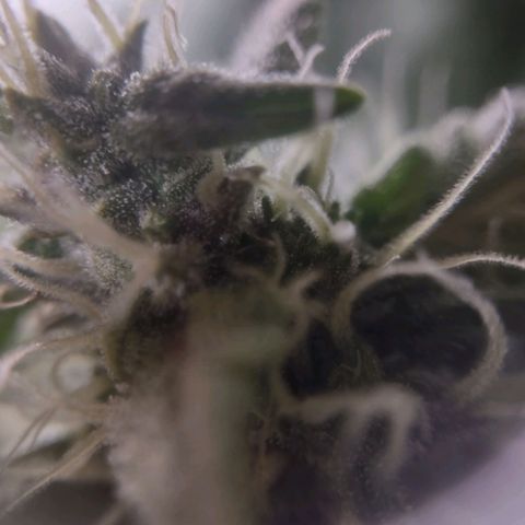 Critical Mass #3 growlog timeline photo