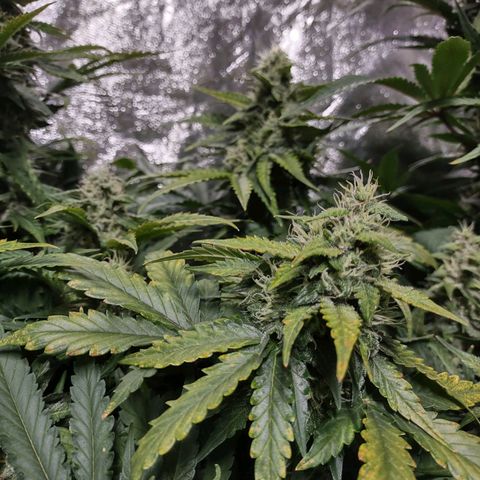 Critical Mass #3 growlog timeline photo