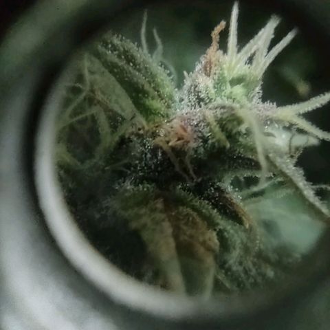Critical Mass #3 growlog timeline photo