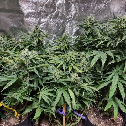 Critical Mass #3 growlog timeline photo