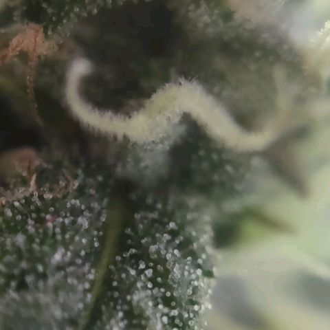 Critical Mass #3 growlog timeline photo
