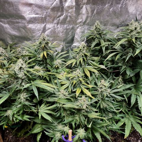 Critical Mass #3 growlog timeline photo