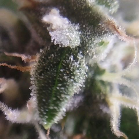 Critical Mass #3 growlog timeline photo