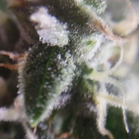 Critical Mass #3 growlog timeline photo