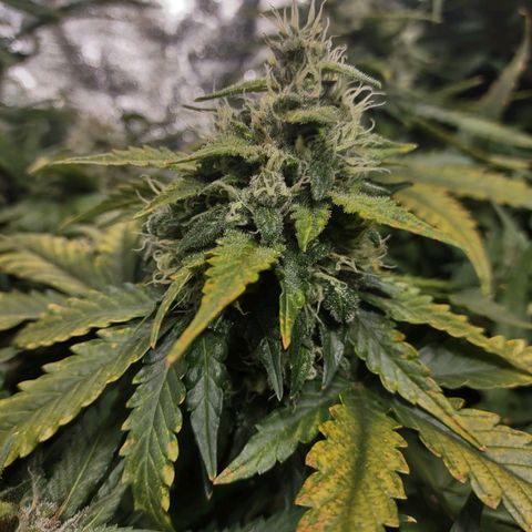 Critical Mass #3 growlog timeline photo