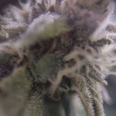 Critical Mass #3 growlog timeline photo