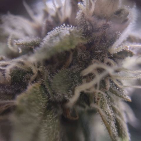 Critical Mass #3 growlog timeline photo