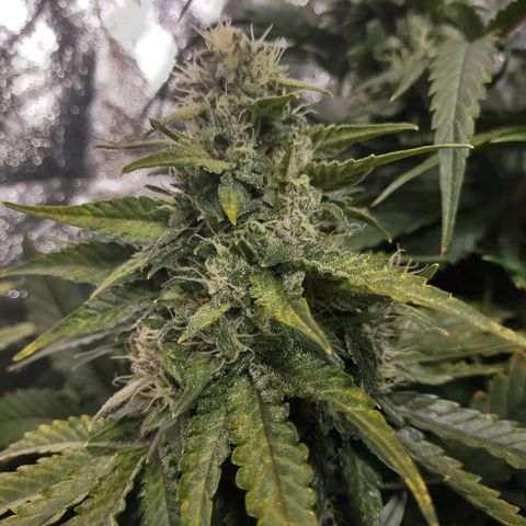 Critical Mass #3 growlog timeline photo