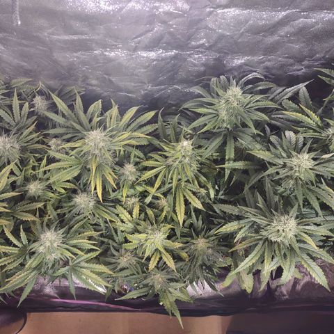 Critical Mass #3 growlog timeline photo