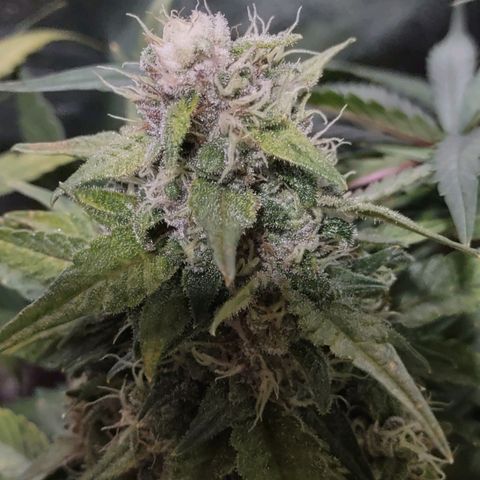Critical Mass #3 growlog timeline photo
