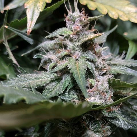 Critical Mass #3 growlog timeline photo