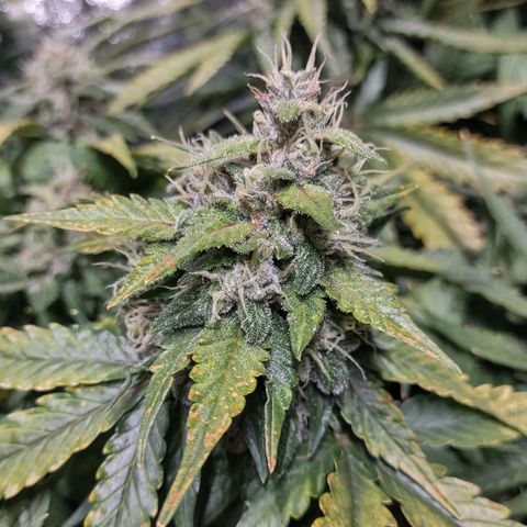 Critical Mass #3 growlog timeline photo