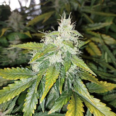 Critical Mass #3 growlog timeline photo