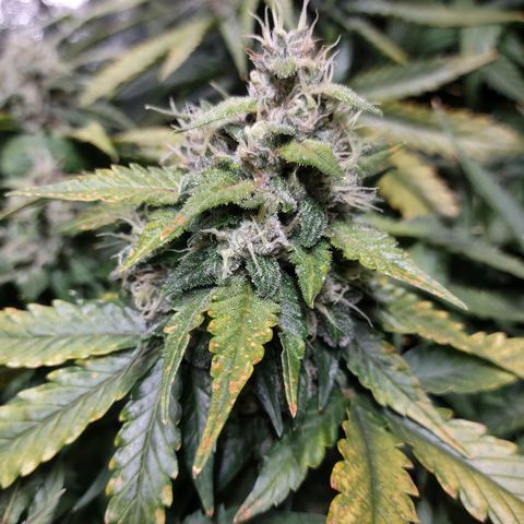 Critical Mass #3 growlog timeline photo