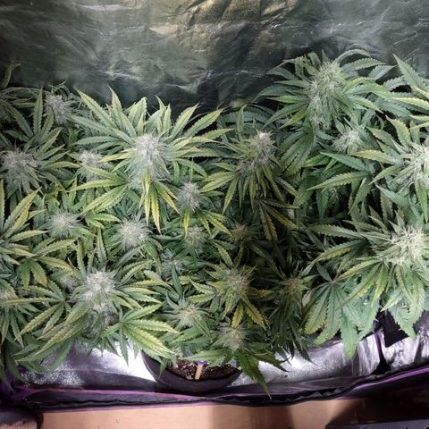 Critical Mass #3 growlog timeline photo