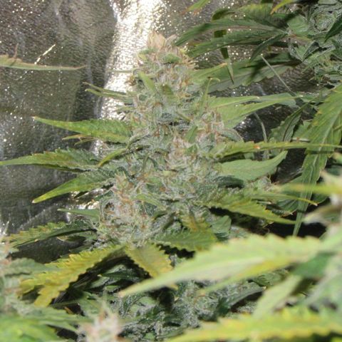Critical Mass #3 growlog timeline photo
