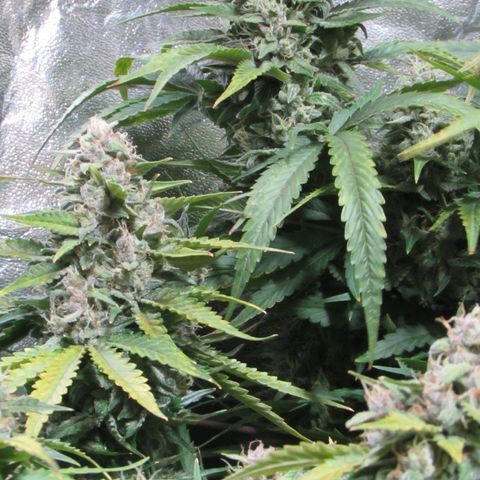 Critical Mass #3 growlog timeline photo