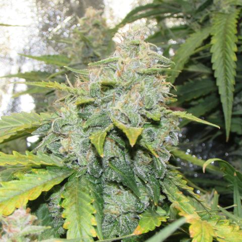 Critical Mass #3 growlog timeline photo