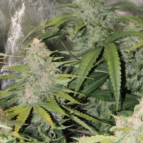 Critical Mass #3 growlog timeline photo