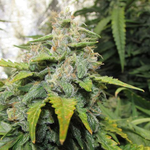Critical Mass #3 growlog timeline photo