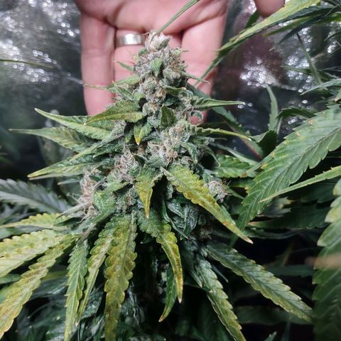 Critical Mass #3 growlog timeline photo