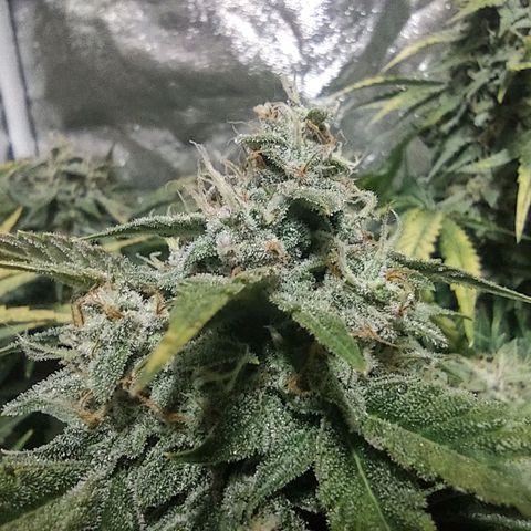 Critical Mass #3 growlog timeline photo
